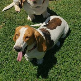Sally - Basset Hound