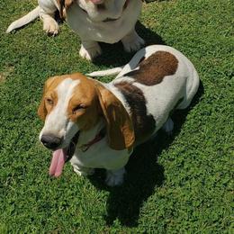 Sally - Basset Hound