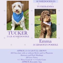 Aussiedoodle puppies from Calena’s Doodles
