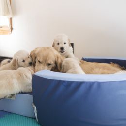 Golden Retriever Puppies from Honeysweet Goldens