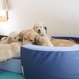 Golden Retriever Puppies from Honeysweet Goldens