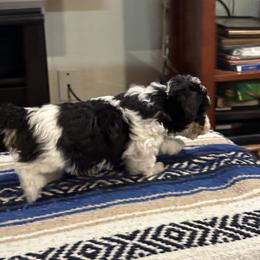 Girl 1 - Black and white female Havanese puppy in North Richland Hills, Texas from A Royal Havanese Court