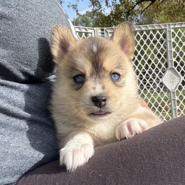 Pomsky Puppies from SRF Pomskies