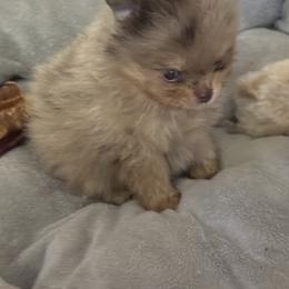 Mickey - Chocolate merle male Pomeranian puppy in Kilgore, Texas from 5 Star Poms