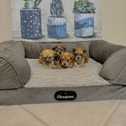 Morkie Puppies from Smart Farms