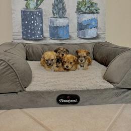 Morkie Puppies from Smart Farms