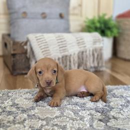 AKC Meet Gil :) - Red male Dachshund puppy in Centerville, Iowa from Barnyard Dachshunds, Dals & Doodles
