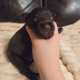 Jupiter - Liver male Miniature Schnauzer puppy in Graham, Washington from Olivia's Miniature Schnauzer's