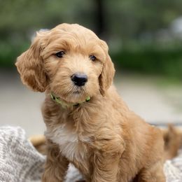 Goldendoodle Puppies from Totally Texas Doodles
