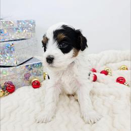Sage - Black and white male Bernedoodle puppy in Granton, Wisconsin from Rose River Farms
