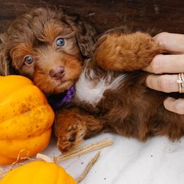 Sofie's Purple Girl - Red female Aussiedoodle puppy in Burkesville, Kentucky from Bline’s Awesome Aussies, Aussiedoodles & Doxies at the Bline Family Farm