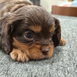 Arthur - Chocolate male Cavalier King Charles Spaniel puppy in Laurel, Mississippi from Malu Lani Cavaliers