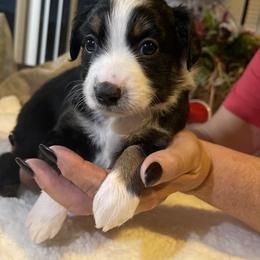 Miniature Australian Shepherd Puppies from Yost Family Mini Aussies