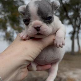 Blue Brindle Pied Girl (Naudia - Ace) - Brindle and white female French Bulldog puppy in Gulf Breeze, Florida from SW Frenchies