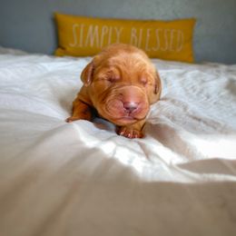 Golden Retriever Puppies from Earley Goldens