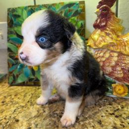 Merle - Blue merle male Australian Shepherd puppy in Piedmont, Oklahoma from HeartDriven Aussies