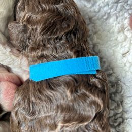 Blue Collar Boy - Brown male Spanish Water Dog puppy in Clementon, New Jersey from PitterPatterPuppiesNJ