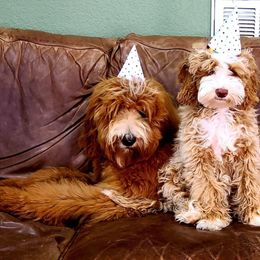 Goldendoodle All Grown Up from Dew Drop Doodles