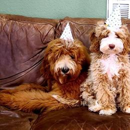 Goldendoodle All Grown Up from Dew Drop Doodles