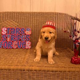 Green collar - Light golden male Golden Retriever puppy in Monroe, Tennessee from Golden Girls Furever Friends