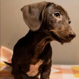 Holly - Chocolate female Dachshund puppy in Maynardville, Tennessee from Grecian Kennel