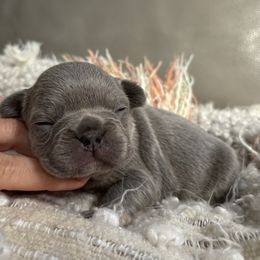 Oyster Mushroom - Blue female French Bulldog puppy in Olympia, Washington from Matra French Bulldogs