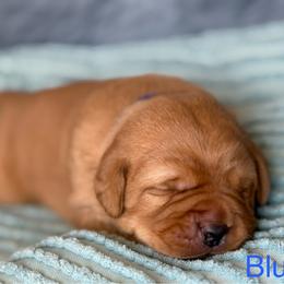 Blue collar - Yellow male Labrador Retriever puppy in Big River, California from Cozy Acres Farm Labradors