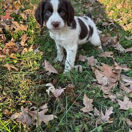 Boy 1 - Liver and white male Brittany puppy in Rhoadesville, Virginia from HOMESCHOOLED BRITTANYS LLC