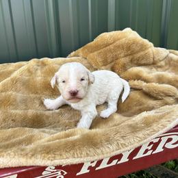 Vanilla - Cream female Labradoodle puppy in Batesville, Arkansas from Morris Farmyard
