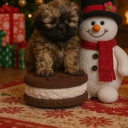 Whiskey - Brindle male Shih Tzu puppy in Hialeah, Florida from South East Coast Angels Shih Tzus