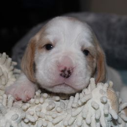 Range - Lemon and white male Beagle puppy in Morrill, Kansas from Kelle Beagles