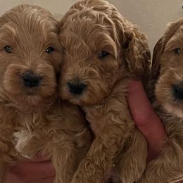 Goldendoodles from Az Honeydoodles