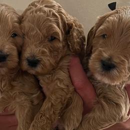 Goldendoodles from Az Honeydoodles