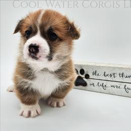 Macaroon - Red male Pembroke Welsh Corgi puppy in Kiowa, Colorado from Cool Water Corgis LLC