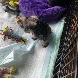 Miniature Schnauzer Puppies from Kani Miniature Schnauzers