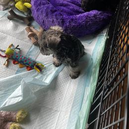 Miniature Schnauzer Puppies from Kani Miniature Schnauzers