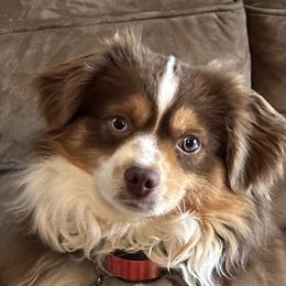 Rooster - Toy Australian Shepherd