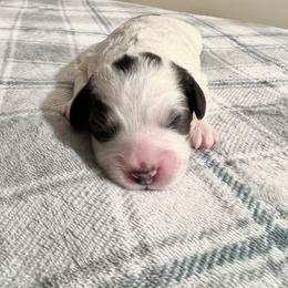 Dolly - Merle female Bernedoodle puppy in Lima, Ohio from Hommel’s Mini Darling Doodles