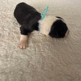 Black Widow - Black and white female Bernedoodle puppy in Luana, Iowa from Country View Bernedoodles and Goldendoodles