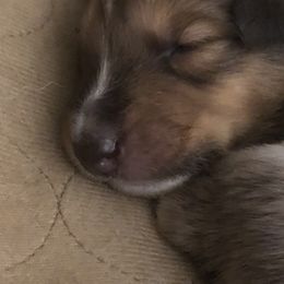 Collie Puppies from Highland Moor Kennel