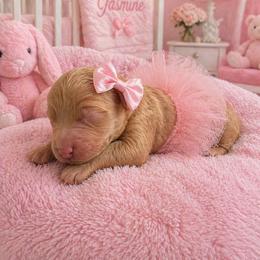 Amanda - Apricot female Goldendoodle puppy in Aurora, Illinois from Chicago Goldendoodles