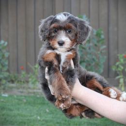 Opal - Blue merle female Bernedoodle puppy in Eagle Mountain, Utah from Fur Real Puppies.