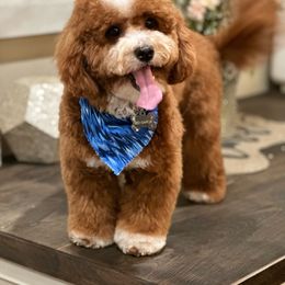 Leo - Cavapoo