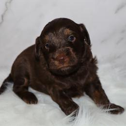Fudgemallow - Phantom male Bernedoodle puppy in Ohio from Moore Doodles