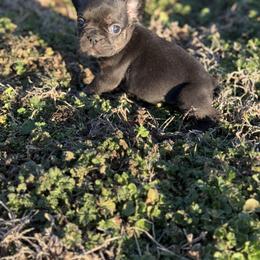Bonnie - Black and tan female French Bulldog puppy in Wann, Oklahoma from OG’s Frenchies
