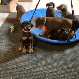 Doberman Pinscher Puppies from Jensen Dobermans