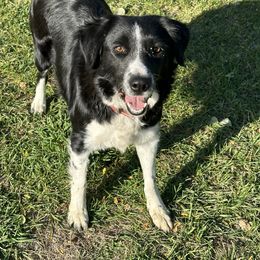 Grace - Border Collie