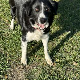 Grace - Border Collie