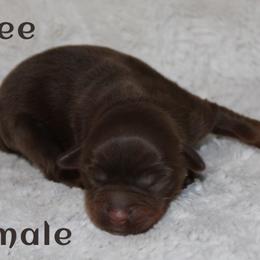Rilee - Red tri female Miniature Australian Shepherd puppy in Paris, Texas from Kuttin’ Up Mini Aussies