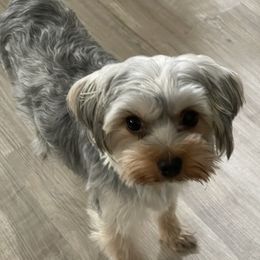 Kiki - Yorkipoo